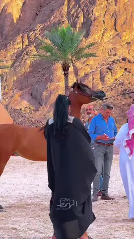 جاهزين لبطولة حائل 🤭❤️‍🔥. ؟ #حائل #بطولة_حائل_لجمال_الخيل_العربية_الاصيلة #طاهر_الرشيدي #امارة_حائل #امانة_حائل 