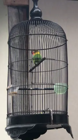 Kasih Nama Buat LB ini yg bagus Apa Gaes😍😂 sabgat Lucu dan Bikin Pusing Juri Kalau Di Gantang😂 #lovebirdkonslet #lovebirds #kicaumania #lovebirdindonesia #lovebirdfighter 