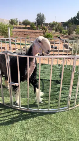 #القصيم_الرياض #السعودية #الامارات_العربية_المتحده🇦🇪❤️ #فواخر #الكويت 