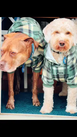 @SPARK PAWS 🐾 bringing the fit!!! Twiggy had his for a couple of years. They still carried the same print, went back for Motaz & decided we would go the full family fit! #twigandtaz #dogsoftiktok #adoptandrescue💕💖 #sparkpawshoodies 