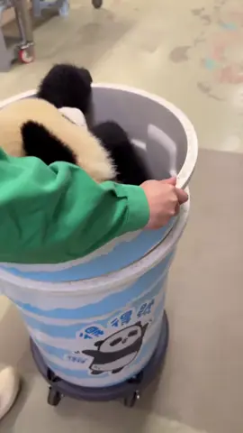 A panda is an endearing, tree-climbing mammal with soft, black-and-white fur, quirky behavior, and a love for chomping bamboo.   #Panda   #FYP   #AdorableWildlife   #FluffyFriends   #NatureVibes