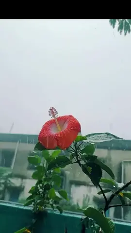 #ثلاوة_خاشعة🤍😌🎧 #اكسبلور 