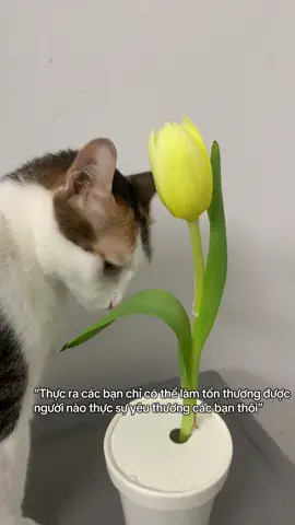 #mitsun #meow #catoftiktok #pet #fyp 