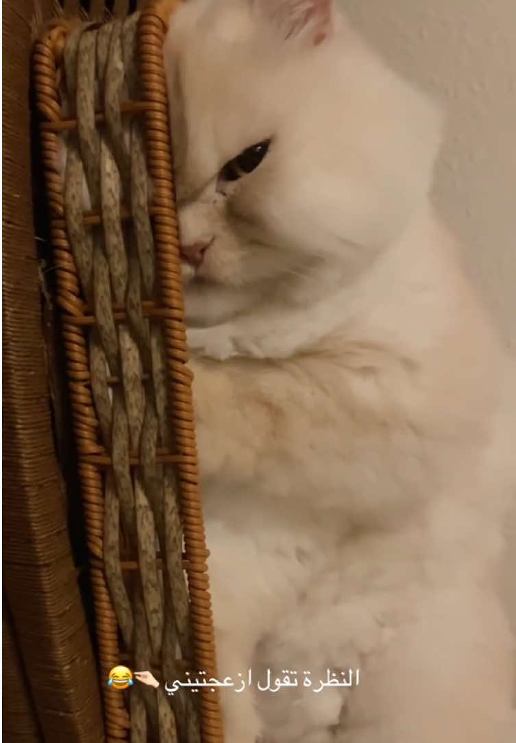 قولو ماشاءالله 🤍🤏🏻 #fyppppppppppppppppppppppp #fyp #اكسبلورexplore #اكسبلوررر #الشعب_الصيني_ماله_حل😂😂😂 