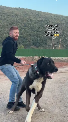 RAMO 🖤🖤🖤 #keşfet #kangal #çobanköpeği #köpekyarışması #köpekyavru #keşfetteyizzz #keşifetedüş #türkiye #keşfetbeniöneçıkar #tiktok #köpekvideoları #hayvansevgisi 