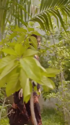 dure fishan 🔥🥵#pakistaniactress #foryoupage #durefishan #durefishansaleem 