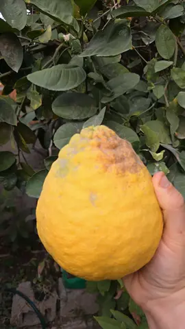 Bugün Tropikal Bahçemden Bir Meyveyi Sizlere Göstermek İstedim Sizce Bu Meyve Ne Olabilir ? Üniversiteler Ülkemizin Aydınlık Geleceğidir , Her Zaman Elimden Geldiğince Üniversiteli Kardeşlerime Ben ve İzleyicilerim Destek Çıkmaya Çalışıyoruz Umarım Güzel Bir Hayat Kurabilirsiniz Değerli Genç Kardeşlerim❤️ #asmr #food #restaurants #yemektarifleri #adanakebap #sokaklezzetleri #döner #fityemek #restaurant #reels #keşfetteyizz #memes #funny #neredeyenir #adana#adana01 #diyetgünlüğü #menü #tropikal #tropikalmeyve #üniversite