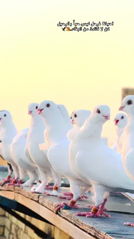 #الصعب #ارفلي_ملك_الساحه🤫😏 #جنايت_الرافل😎🦅 @امير محمد @حسون 🪶🤍 @عبوسي عبوسي 