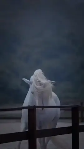 ربما تكون الأزمة هي طريق النجاح في حياتك #عاشق_الخيل 