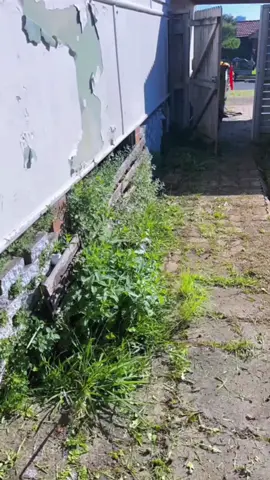 #cuttinggrass #cleaninghouse #satisfying #lawncare #clean 