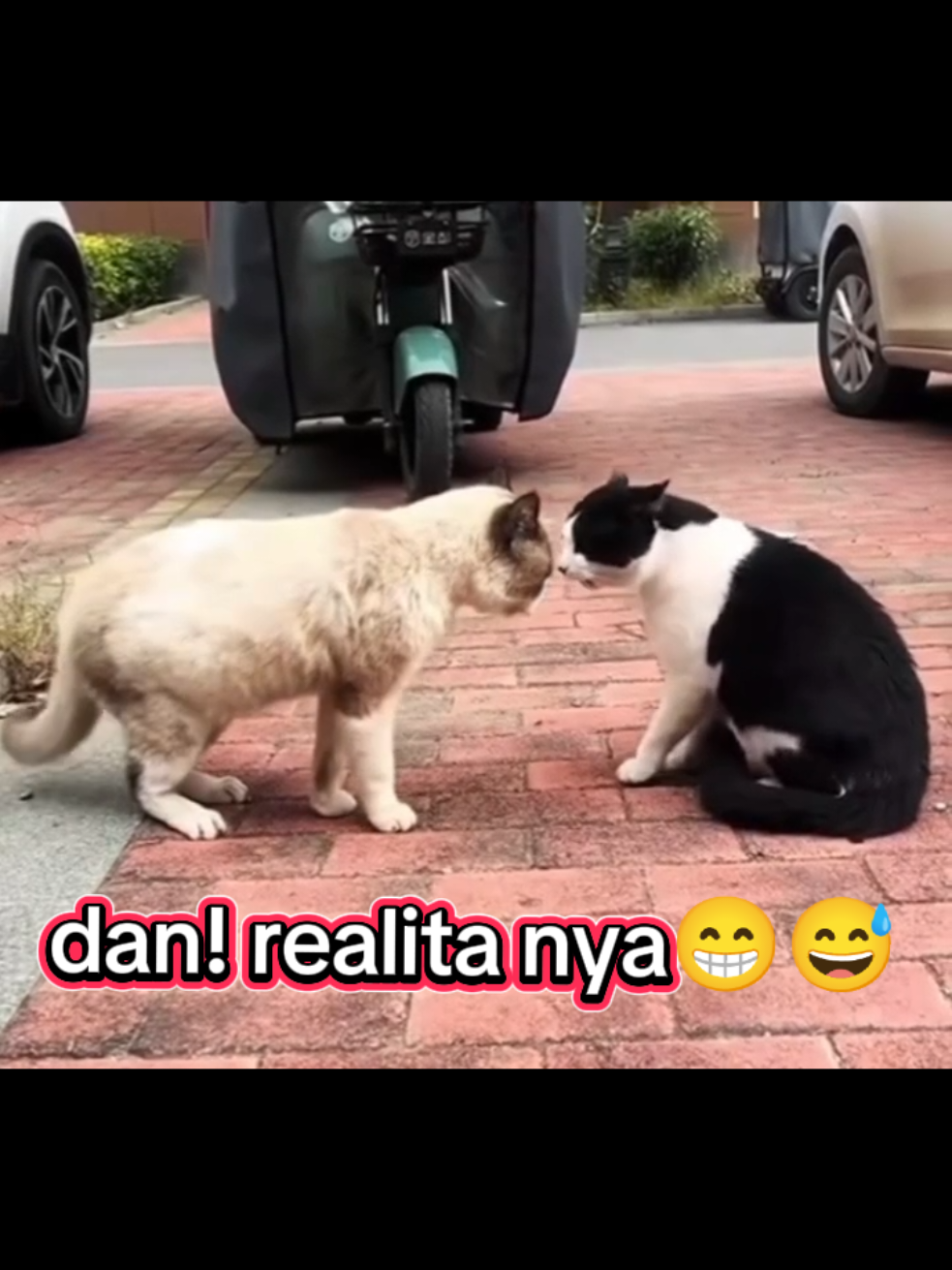 #kucing #kucinglucu #kucingimut 