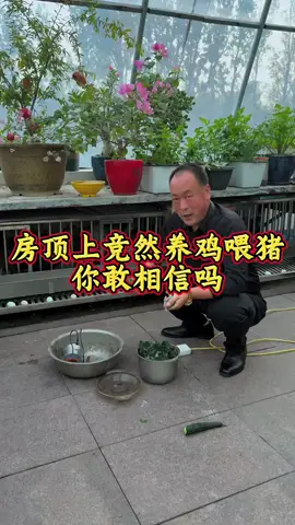 Not only are there chickens and vegetables on the rooftop — now there are even little pigs! #AfterTheAutumnHarvest #SupportFarmersTeam #RooftopGarden #RooftopGardenUncle 