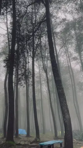 malino?#vibesmalino #kabut #rain #sulawesiselatan 