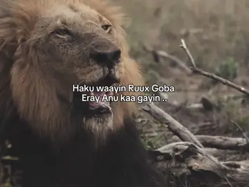 . . #fyp #foryou #somalitiktok #lander 