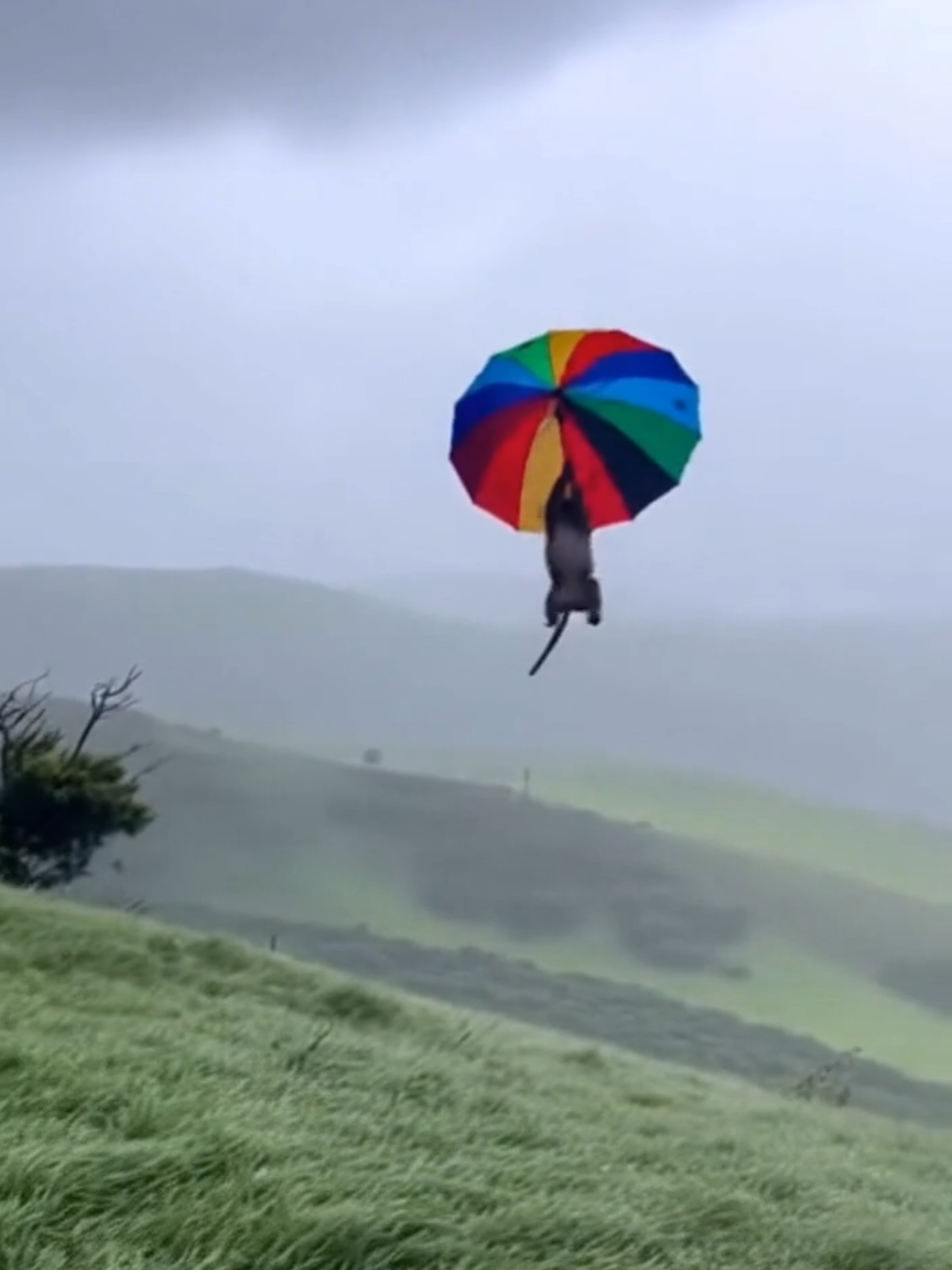 Monkey Steals Umbrella and Flies Away!”🤣🤣 #funny #animals #fyp #ai 