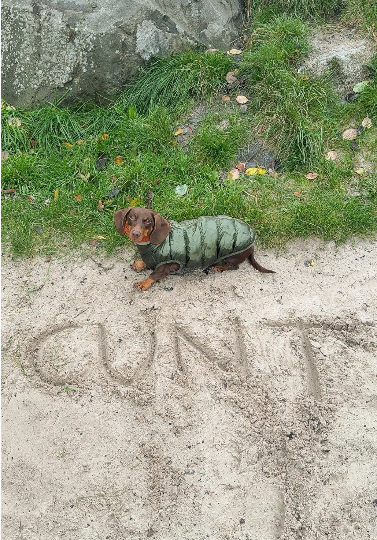 It’s called self love ❤️  #dachshund #dogtok #fyp 