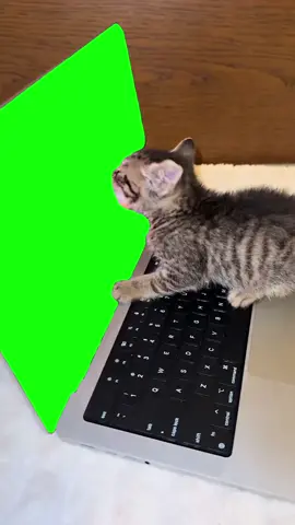 Cat Licking Screen | Green Screen #cat #cats #kitten #hungry #fyp Original video by @Lori Strauss 