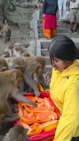 So adorable, The monkey looks so happy eating the papaya #happyman #care 