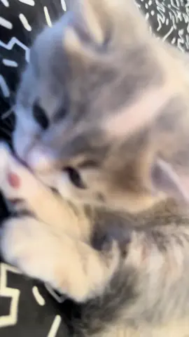 #funnycatsoftiktok😂😂😍cute #kitty #cats #kittens #fyp               