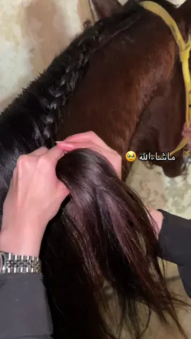 الخيل معقودٌ في نواصيها الخير ✨️🤎 #اكسبلورexplore _#explore #اسطبل_نسائي #تعليم_ركوب_الخيل #مربط_توب_هورس 