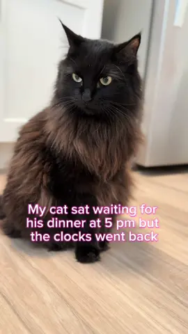 Oh no 😼😿 #cattoks #fluffycatsoftiktok #blackcats #catslovers #meowed 