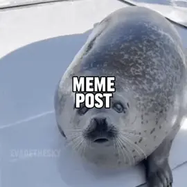 @Echo ‘s idea #seal #sealtok #nightmarefreddy #fnaf #fnafmemes 