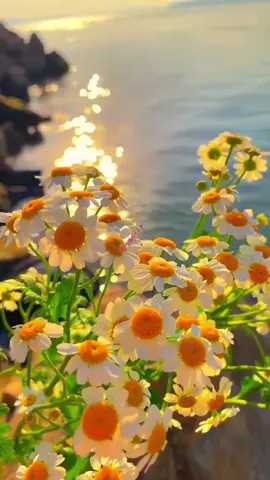 #ليك______🖤___متابعه____اكسبلووور #قران_كريم 