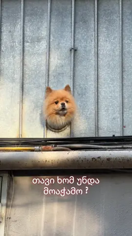 ცოტაც და ძაღლის ქურდობისთვის დამიჭერდნენ 🧡