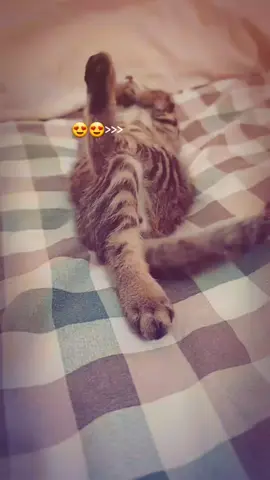 #شعب_الصيني_ماله_حل😂😂 #موسيقى #قطط #راي_جزائري #اغاني 