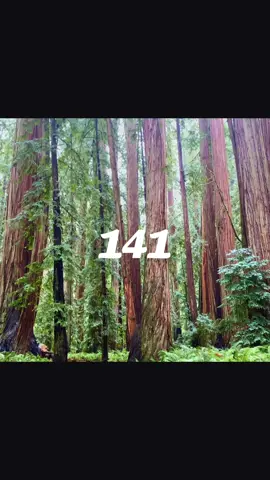 The Forest  #141 #savenature #upwiththetrees #anprim #trees