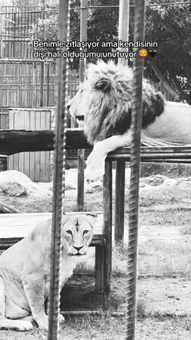 ❤️ #fypシ゚ @Bogota Vip Store 