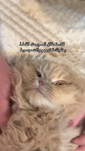 #مالي_خلق_احط_هاشتاقات #cat #قطط #اكسبلور 
