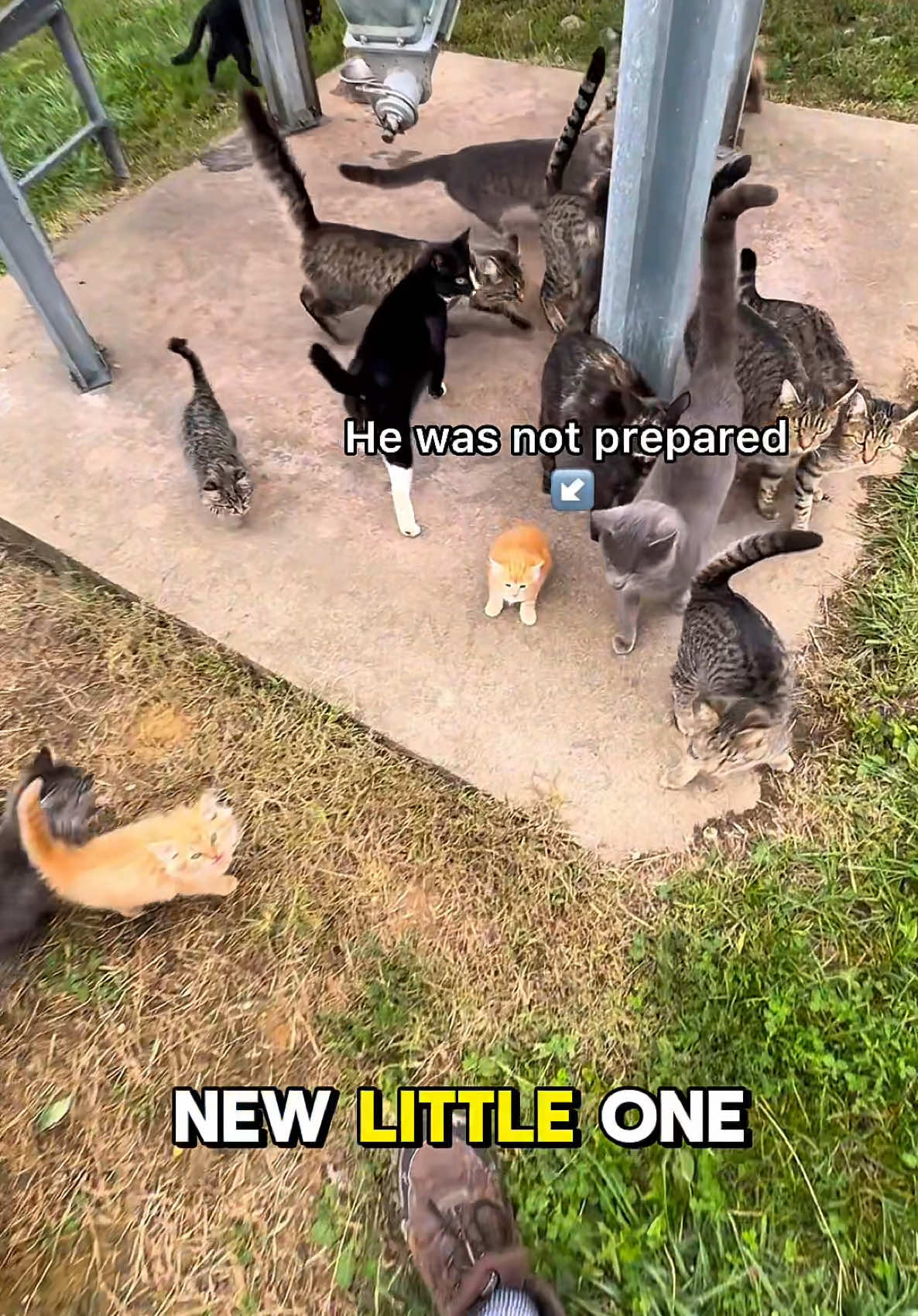 Kitten attends its first dindin and it was not prepared #kittensoftiktok #kittentok #kittenrescue #catrescue #farmcat 