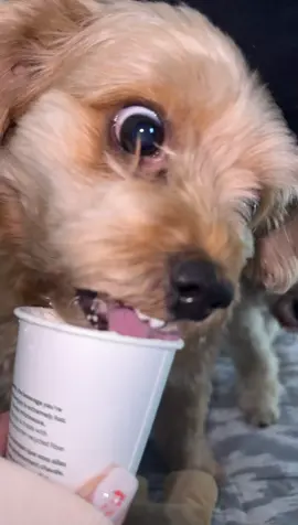 this dog was on a sugar high😭 #dogsoftiktok 