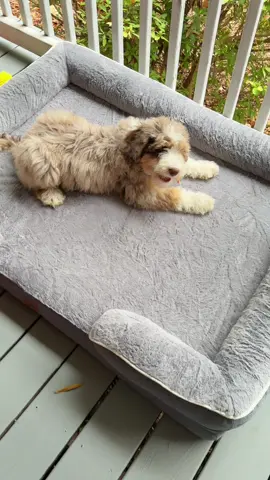 MADE 4 PETS Orthopedic Dog Bed #tiktokshopcreatorpicks #tiktokshopfalldealsforyou #tiktokshopcybermonday #falldealsforyou #tiktokshopblackfriday 