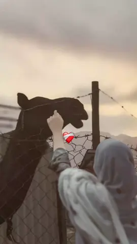 #مالي_خلق_احط_هاشتاقات🧢 