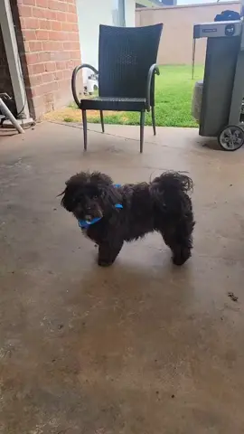 Me neither☺️#dogmom #dogsofttiktok #fyp #foryoupage❤️❤️ #pethumor 