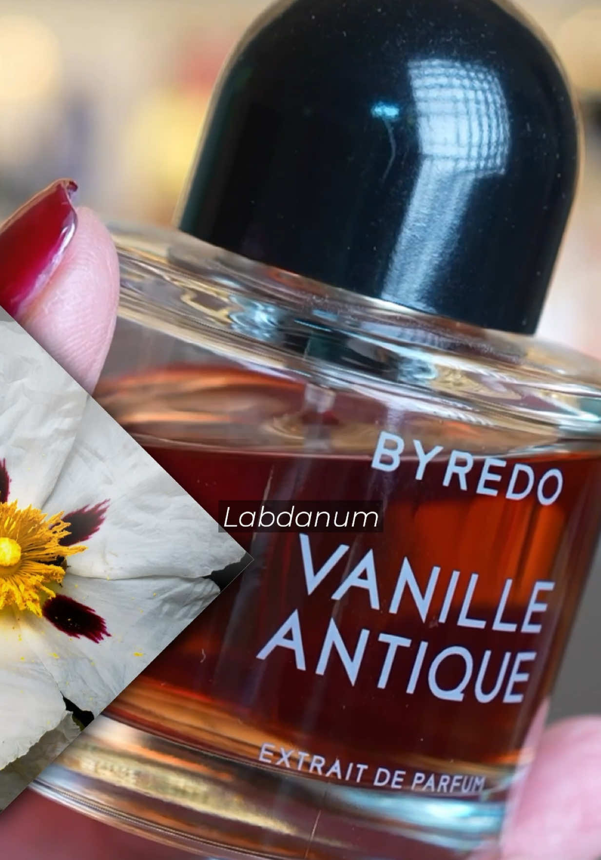 Byredo, Vanille Antique the reboot! #byredo #perfumetok #perfumereview #fragrancetiktok 