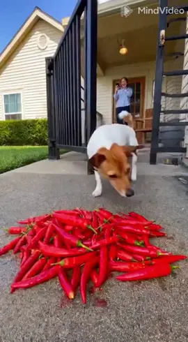 🌶️ “Dog Eats Hot Peppers and Instantly Regrets It!” 😂 #FunnyDogMoments #HotChiliDog #AnimalComedy #DogReaction #RealisticAI 