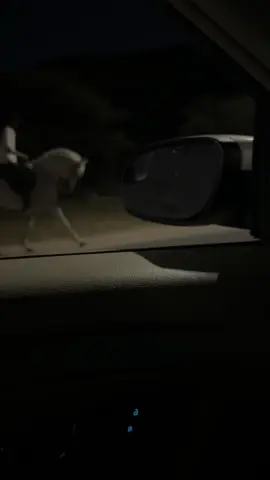 🫰🏻🤍. #خيل #explore #fyp #4u #foryou 