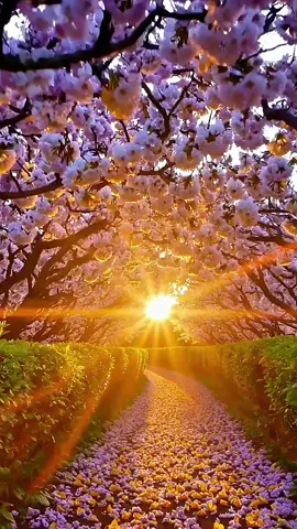 ✨️Caminho de luz ✨️Path of Light Raios dourados abrindo espaço entre as flores. Dá vontade de seguir sem pressa. Compartilhe 🙌 Path of Light Golden rays weaving through blossoms. Makes you want to wander slowly. Share 🙌 #natureza360 #caminhodeluz #amanhecer #paravoce  #fyptiktok 