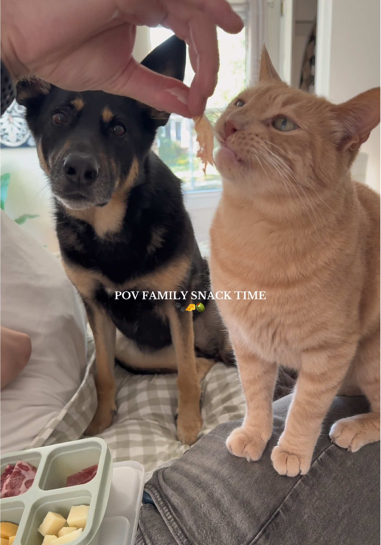 when maggy eats, we all eat🙂‍↕️ #PetsOfTikTok #dogsoftiktok #catsoftiktok #orangecatbehavior #germanshepherd 