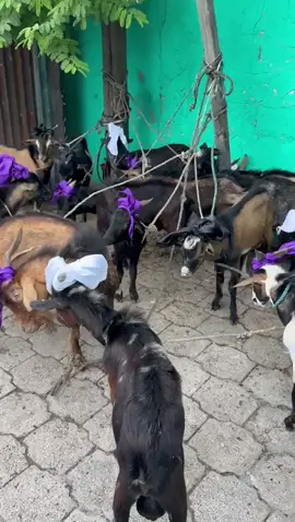 Kwa senbo ☠️☠️☠️