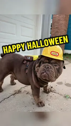 Rubble & Chase 💛🤎💙🤍🖤 #englishbulldogsoftiktok #englishbulldog #bulldoglife 