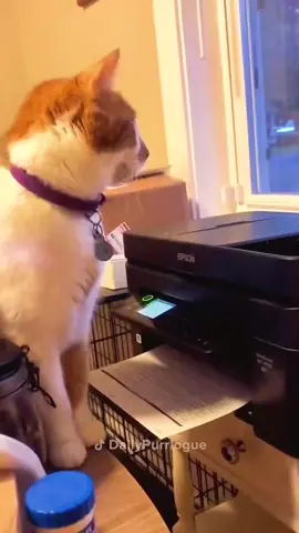 #cat #catsoftiktok #funnycats #catlover 