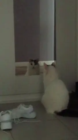 #cats #cat #zoo #врекомендации 