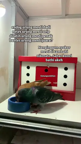 Tetep optimis semangat kang 🕊️🕊️🕊️ .. #merpatilovers #merpatikolong #kenwood #kenwoodmerpati #jayabaya 