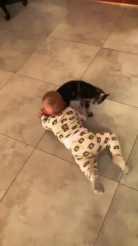 Cats clearly don’t like this #catsoftiktok #cat #fyp #pet #funny 