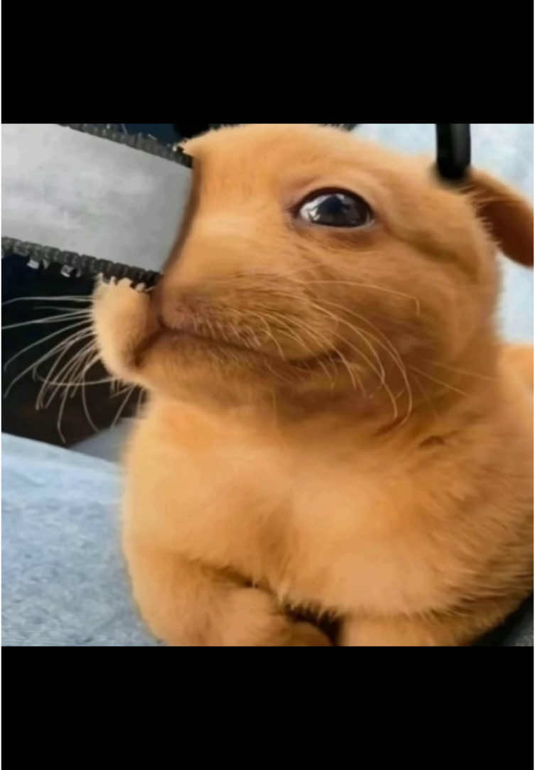 #chainsawman #csm #power #incorrect #pochita #fujimoto 