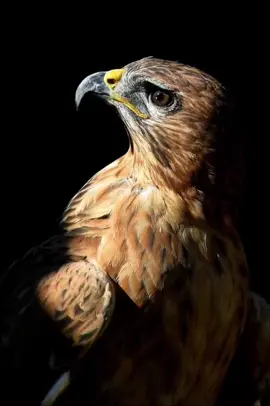 #احذر_الحر_تامر_البدوي  #fyp 